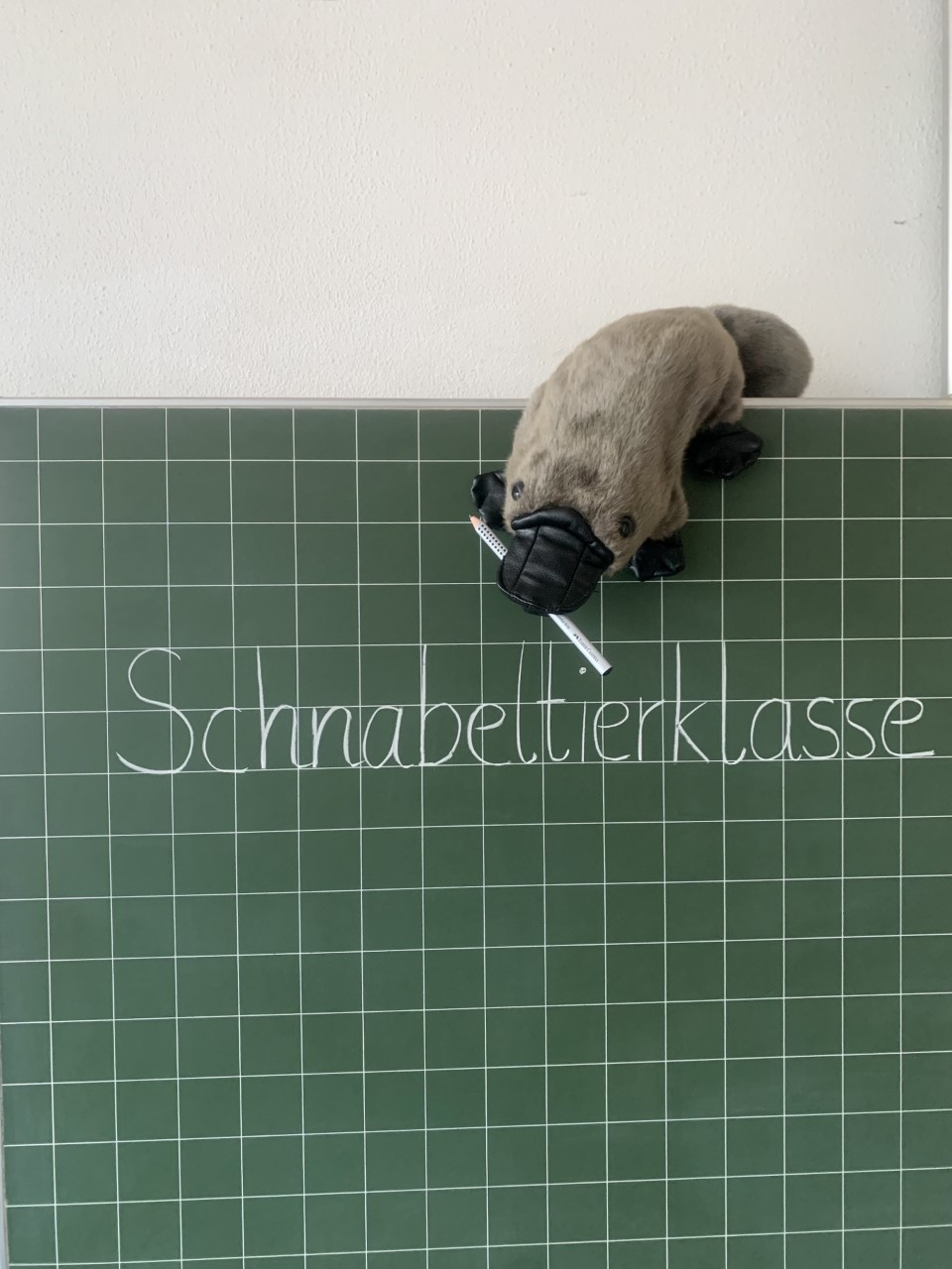 Schnabeltiere