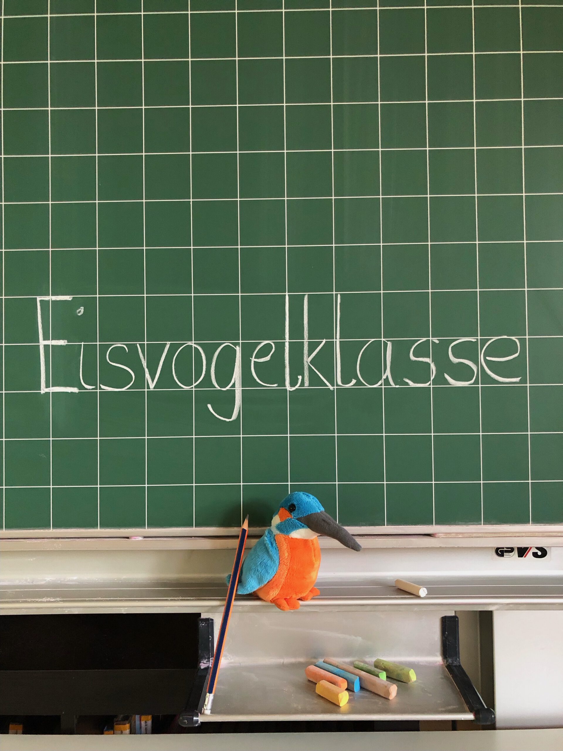 Eisvogel