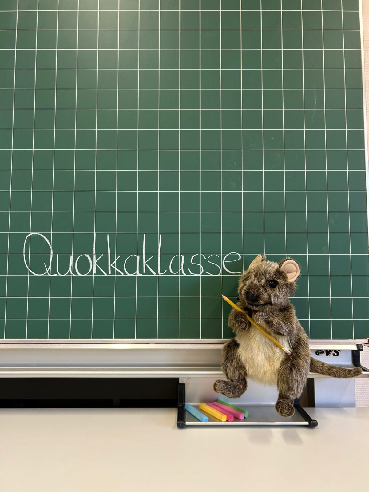 Quokka